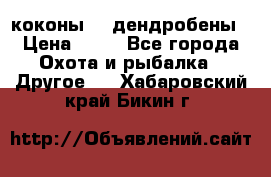 коконы    дендробены › Цена ­ 25 - Все города Охота и рыбалка » Другое   . Хабаровский край,Бикин г.